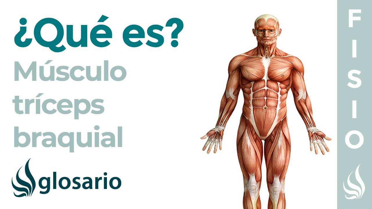 cual es la funcion del musculo triceps