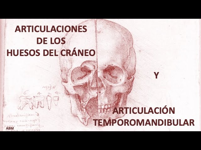 cuales son las articulaciones del craneo