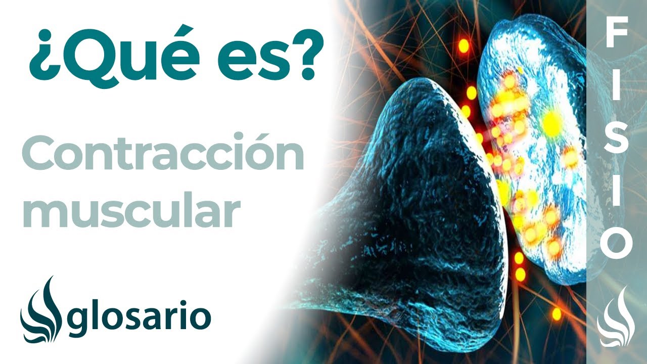 cuales son los tipos de contraccion muscular