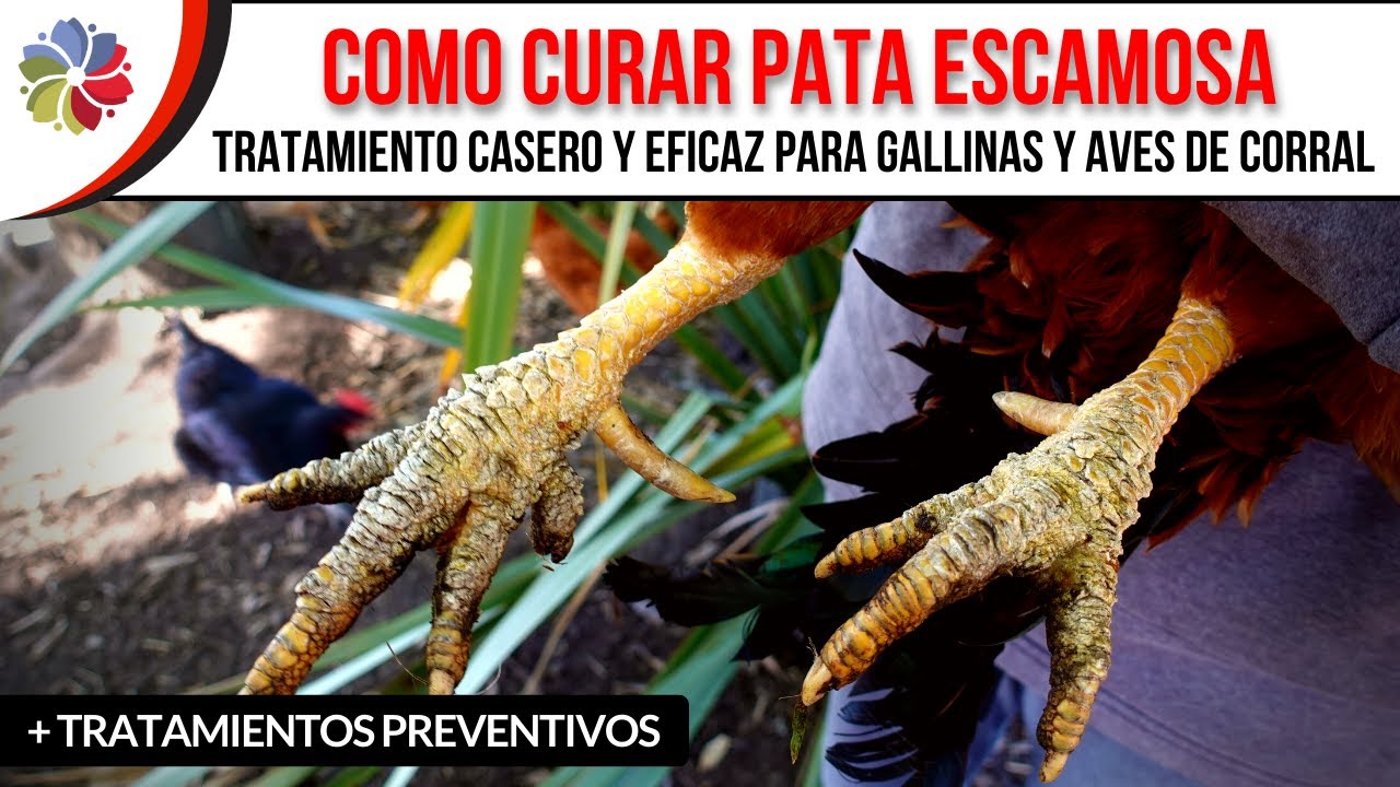 cuantos dedos tiene la pata de una gallina