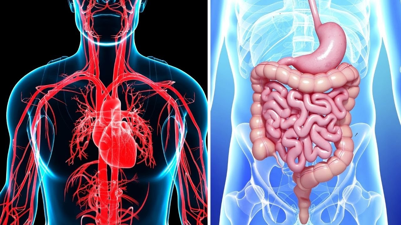 diferencia entre aparato y sistema en anatomia