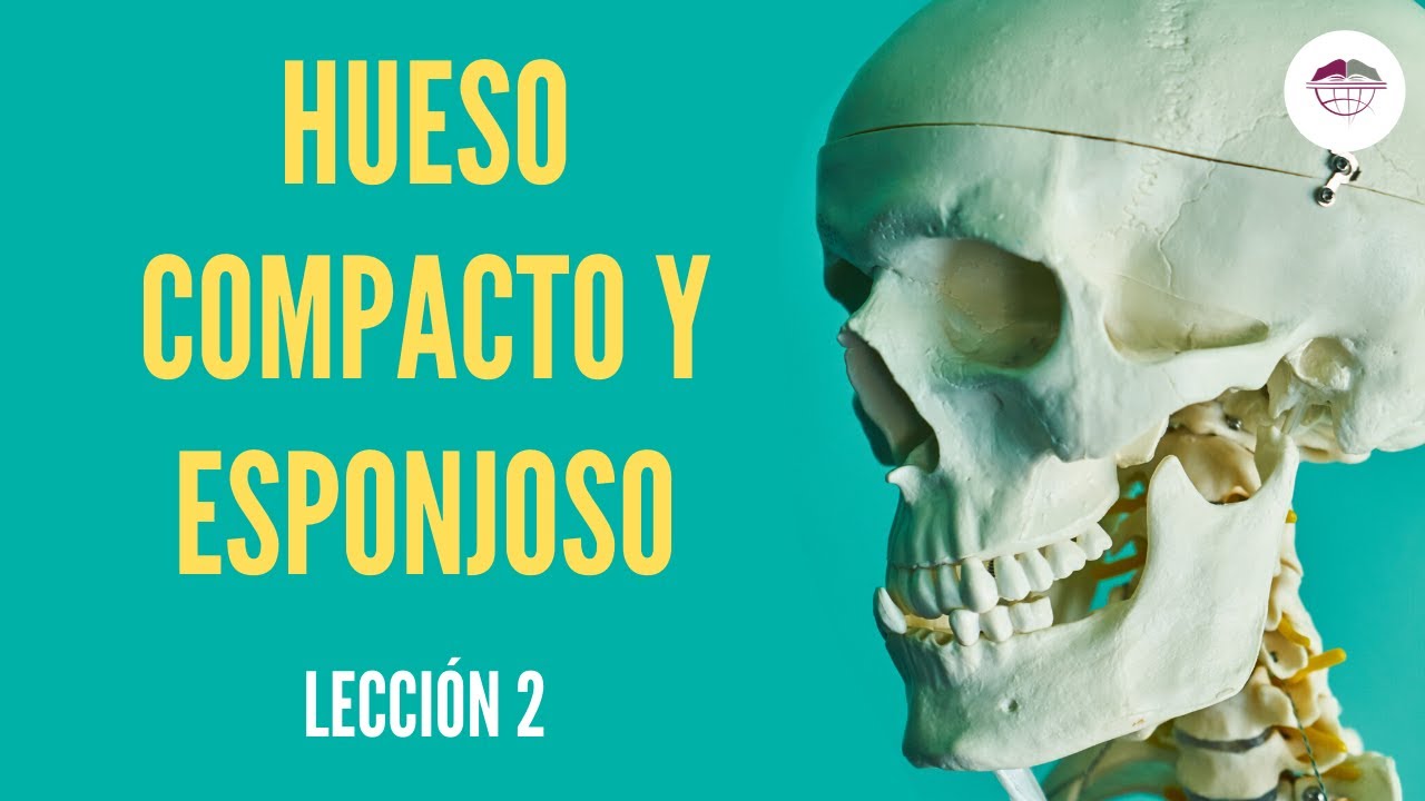 diferencias entre tejido esponjoso y compacto