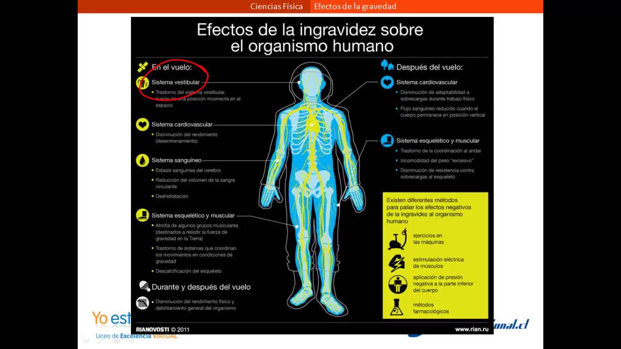 efecto de la gravedad en la presion arterial