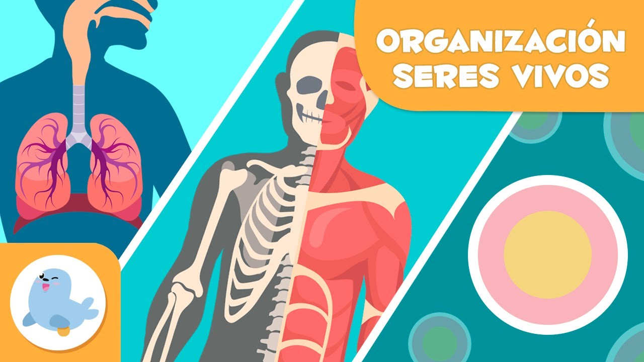 estudia la estructura de los seres vivos