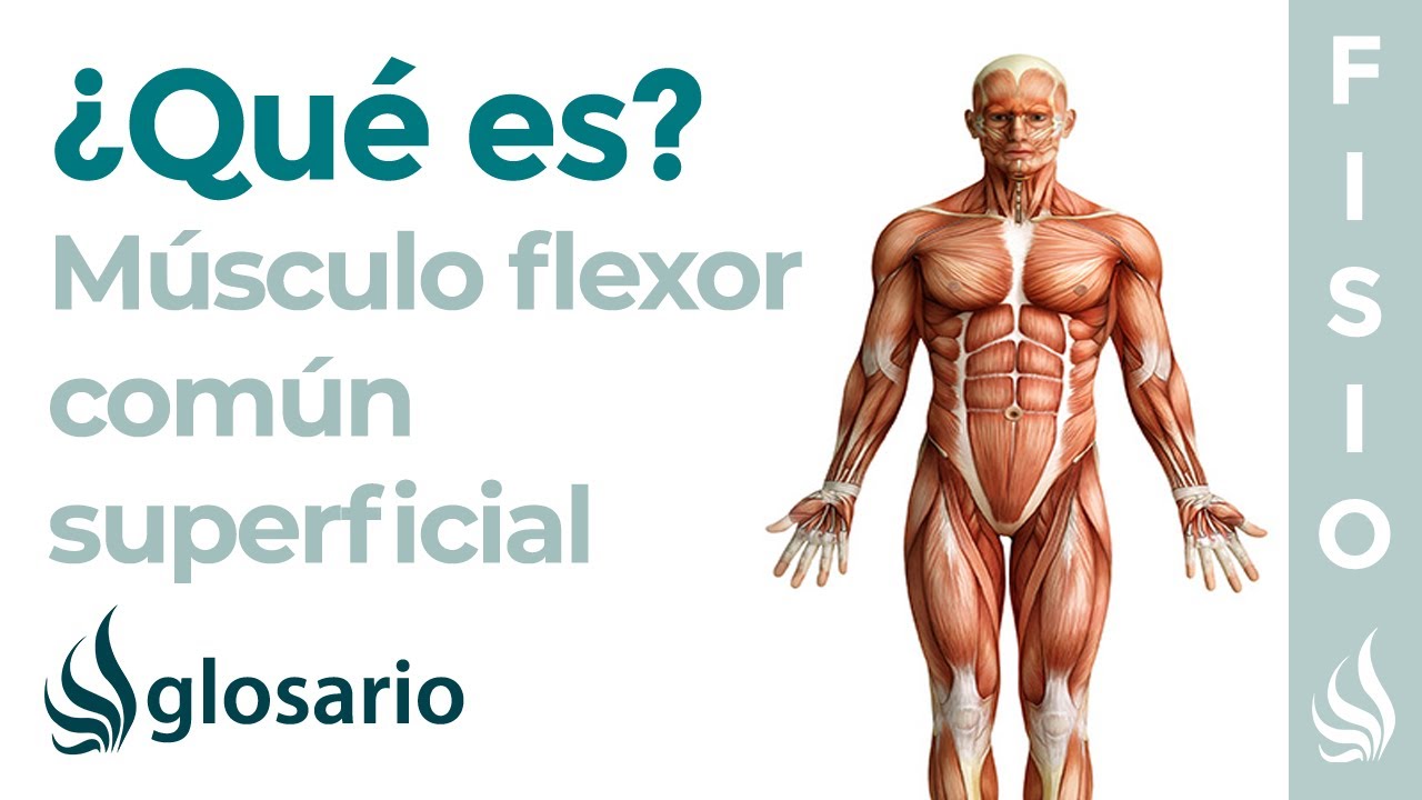 flexor comun superficial de los dedos