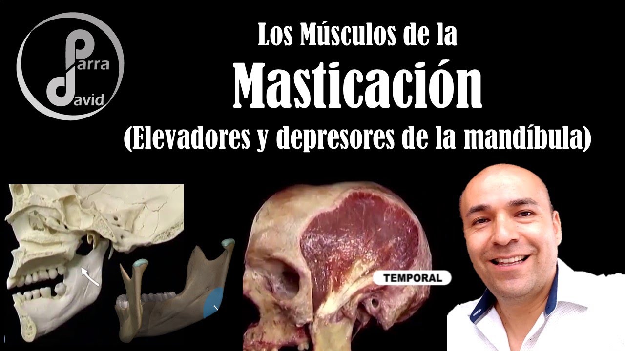 funcion de los musculos elevadores y depresores