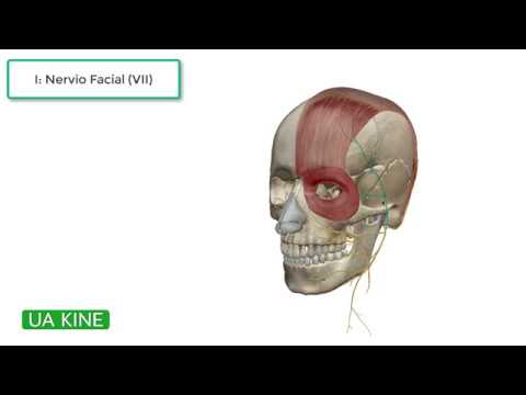 funcion del musculo orbicular de los ojos