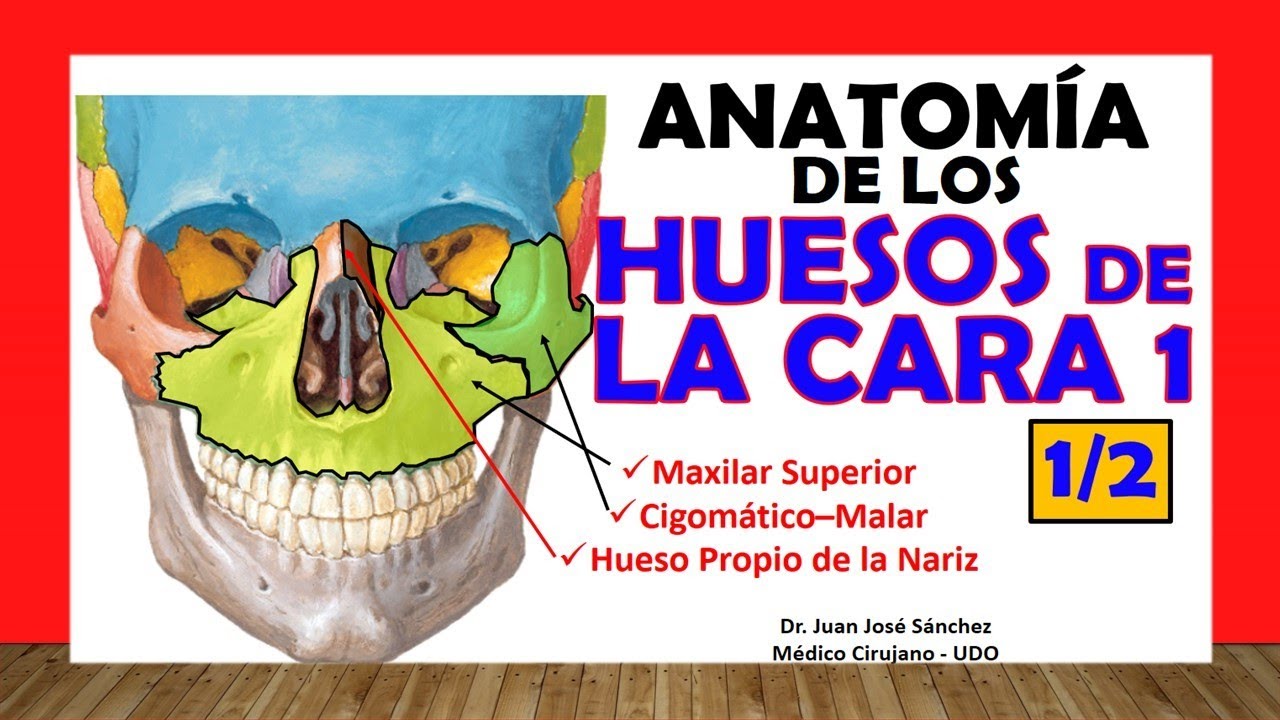 huesos de la cara con sus partes