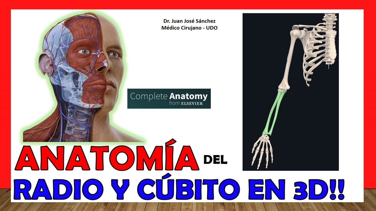 huesos del antebrazo cubito y radio