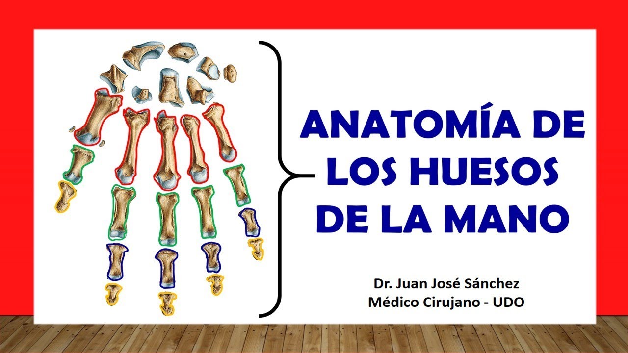 huesos y musculos de la mano