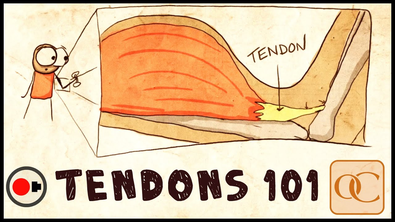 human tendons anatomy physiology and pathology
