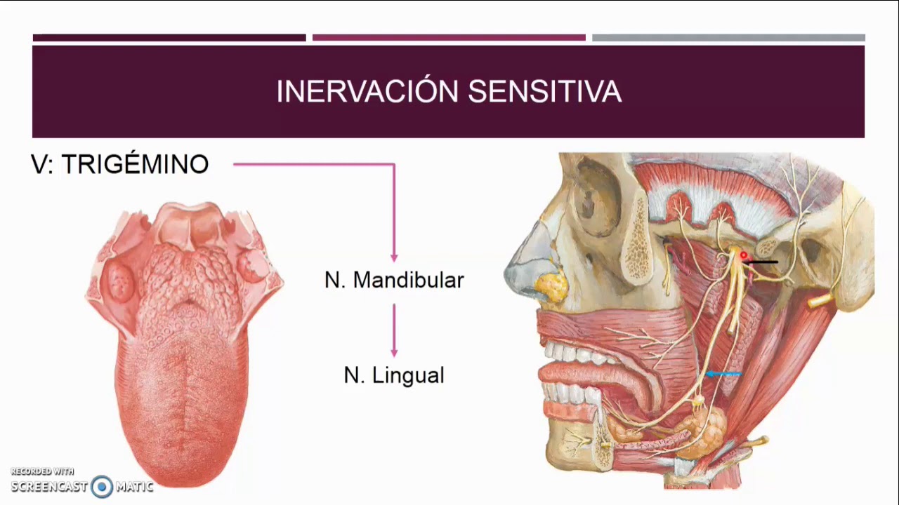 inervacion de los musculos de la lengua