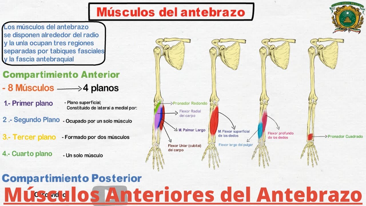 inervacion de los musculos del antebrazo