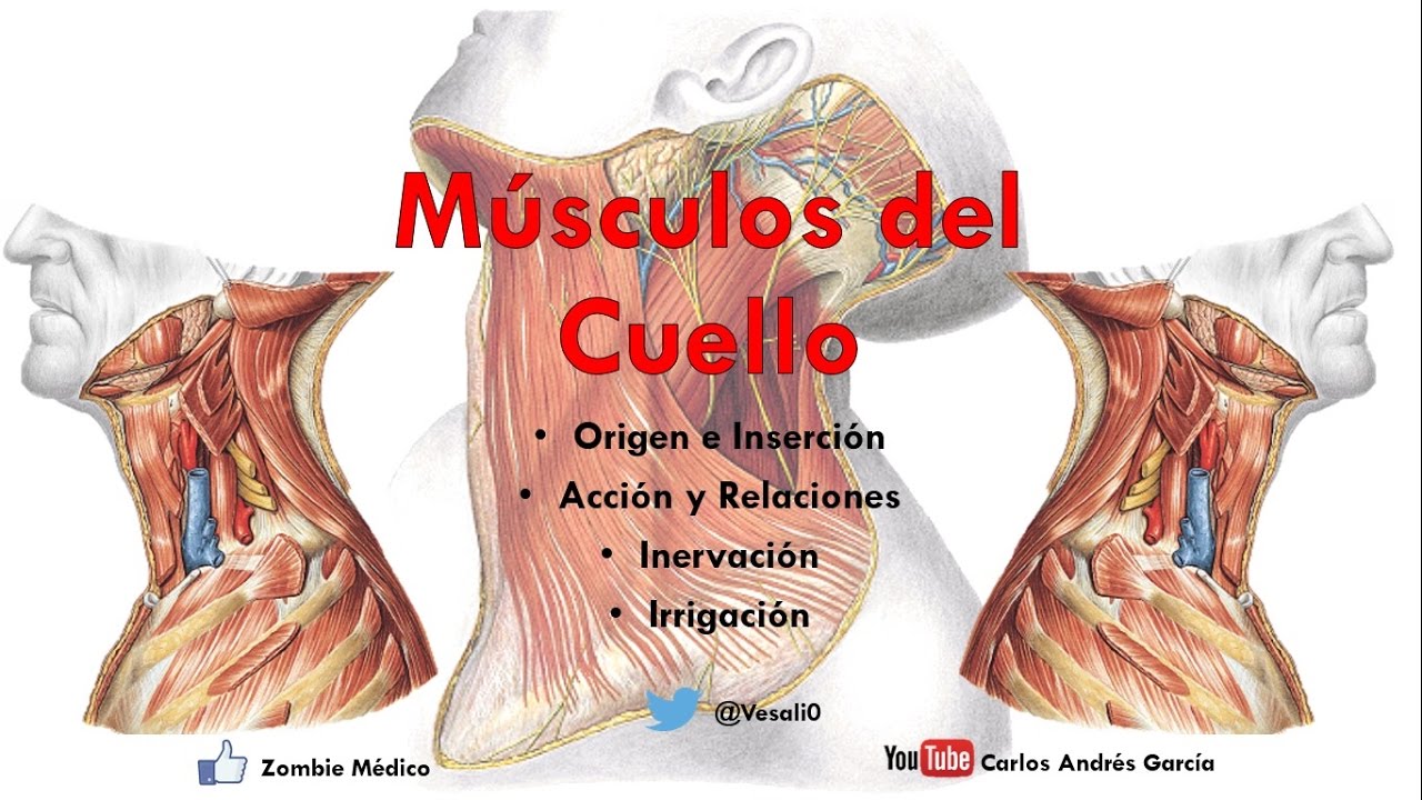 largo del cuello origen e insercion