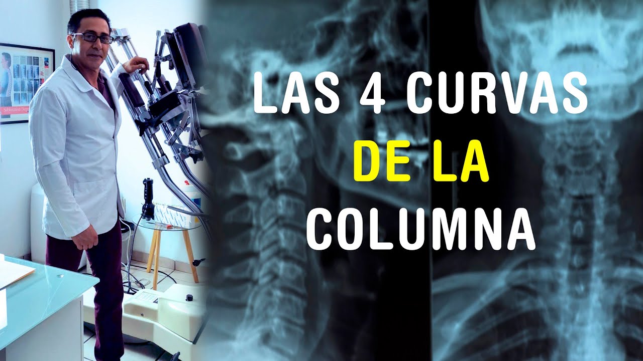 las 4 curvaturas de la columna vertebral