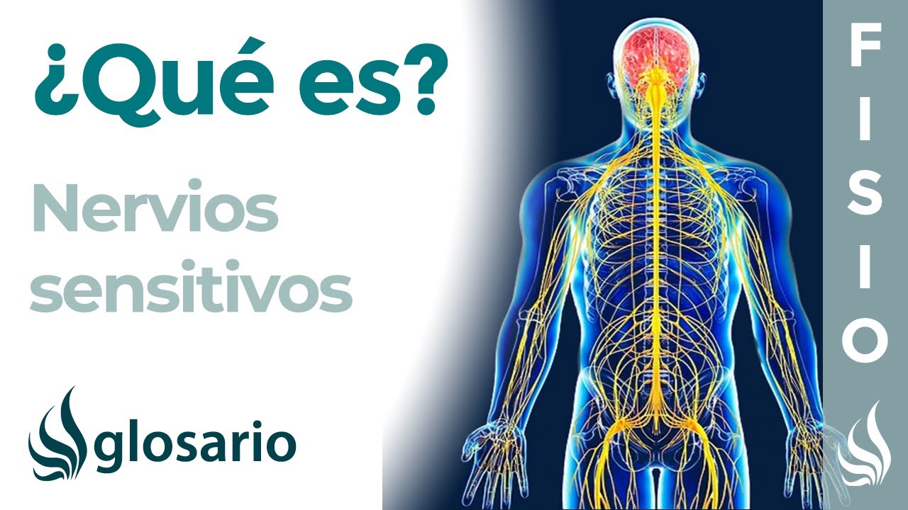 los nervios sensitivos transmiten la información procedente de los