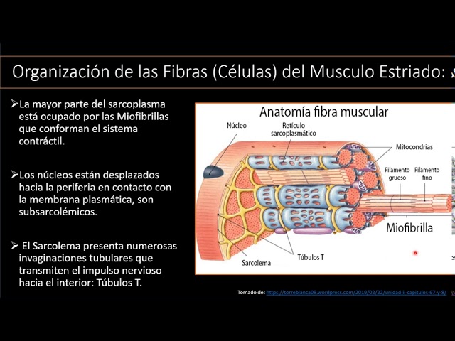membrana fina que envuelve las fibras musculares
