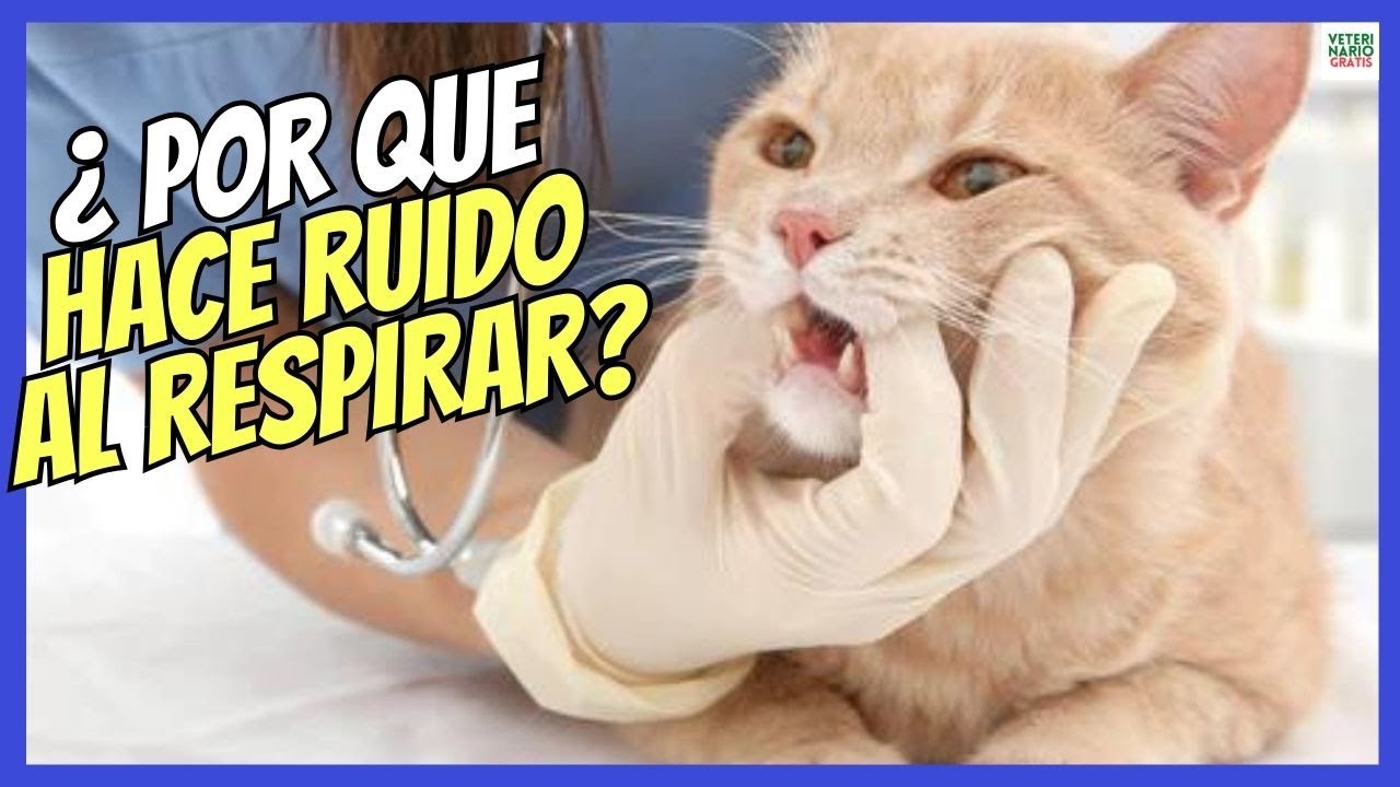 mi gato hace ruido al respirar