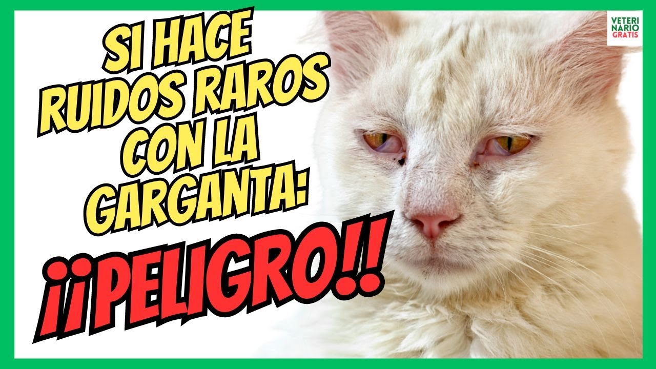 mi gato hace ruidos raros con la garganta