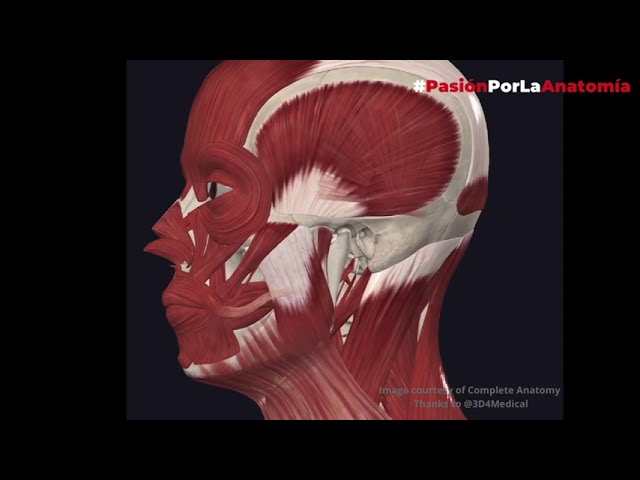 musculo mas pequeño del cuerpo humano