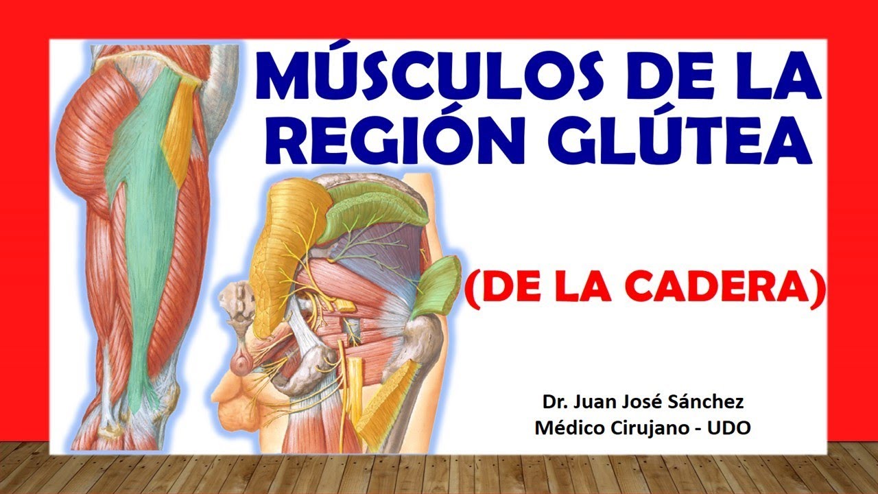 músculos de la cadera y pelvis