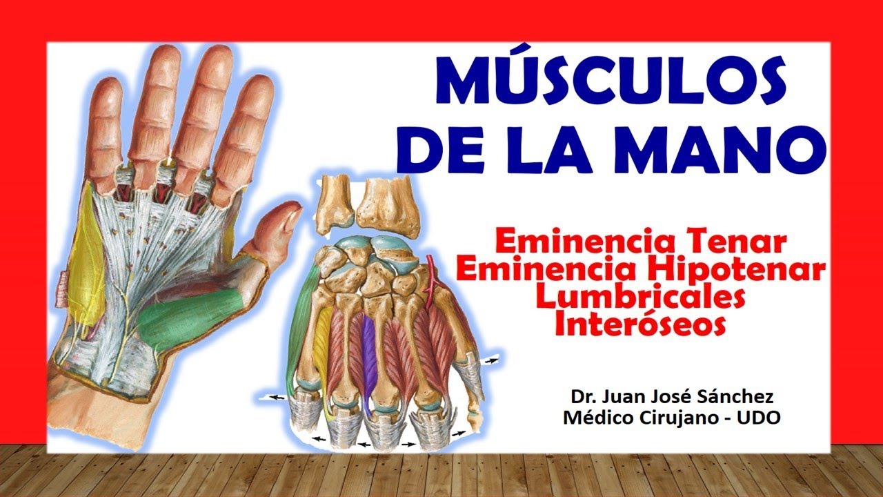 musculos de la mano y muñeca