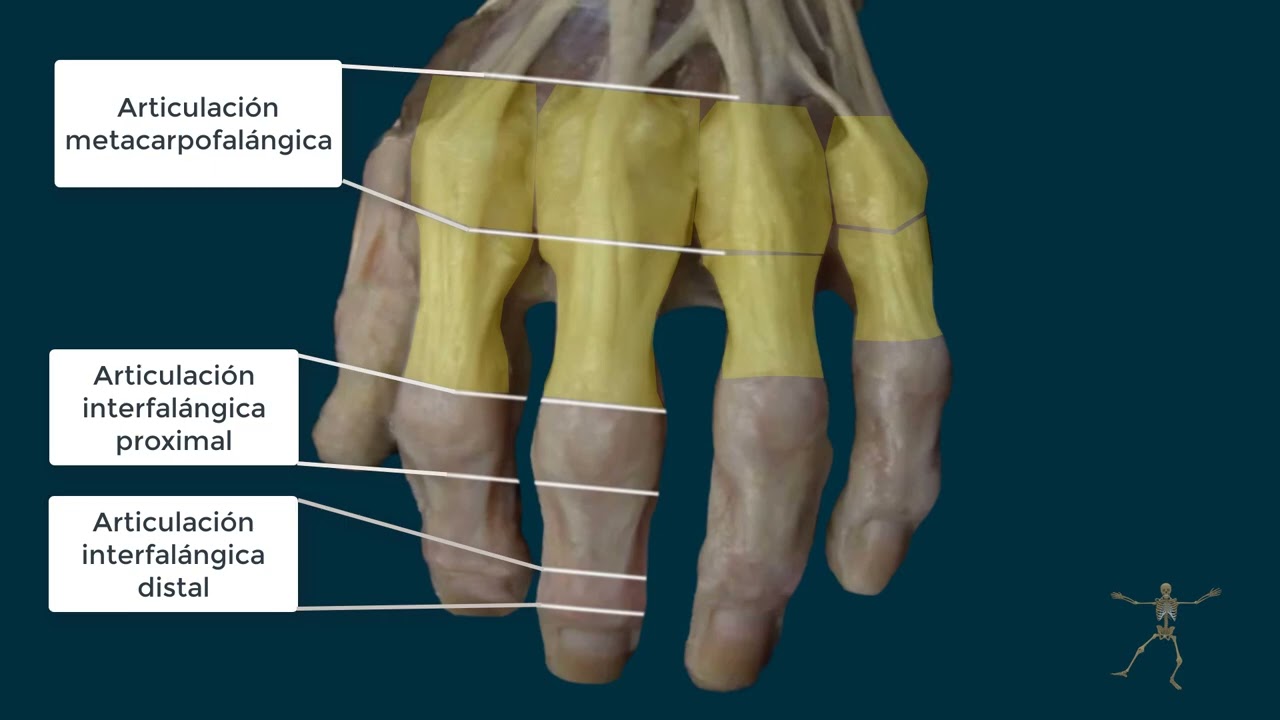 musculos extensores de los dedos de la mano