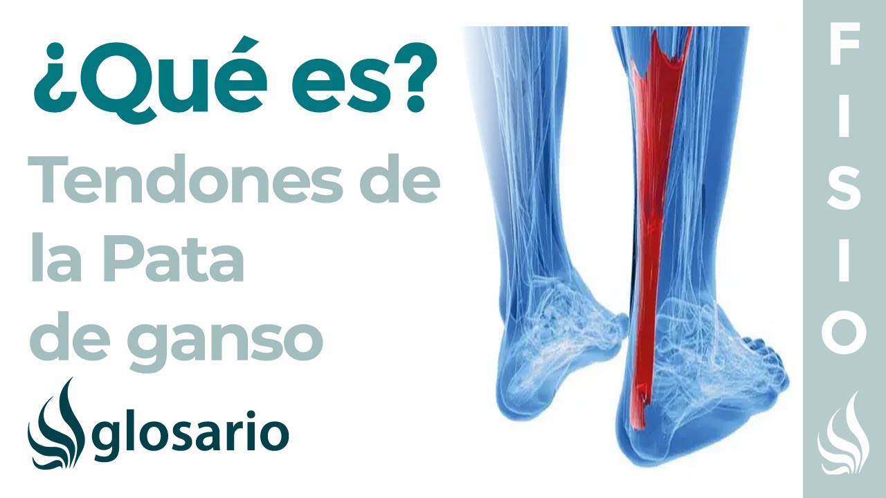 musculos que forman la pata de ganso