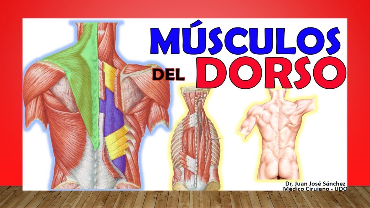 musculos superficiales y profundos de la espalda