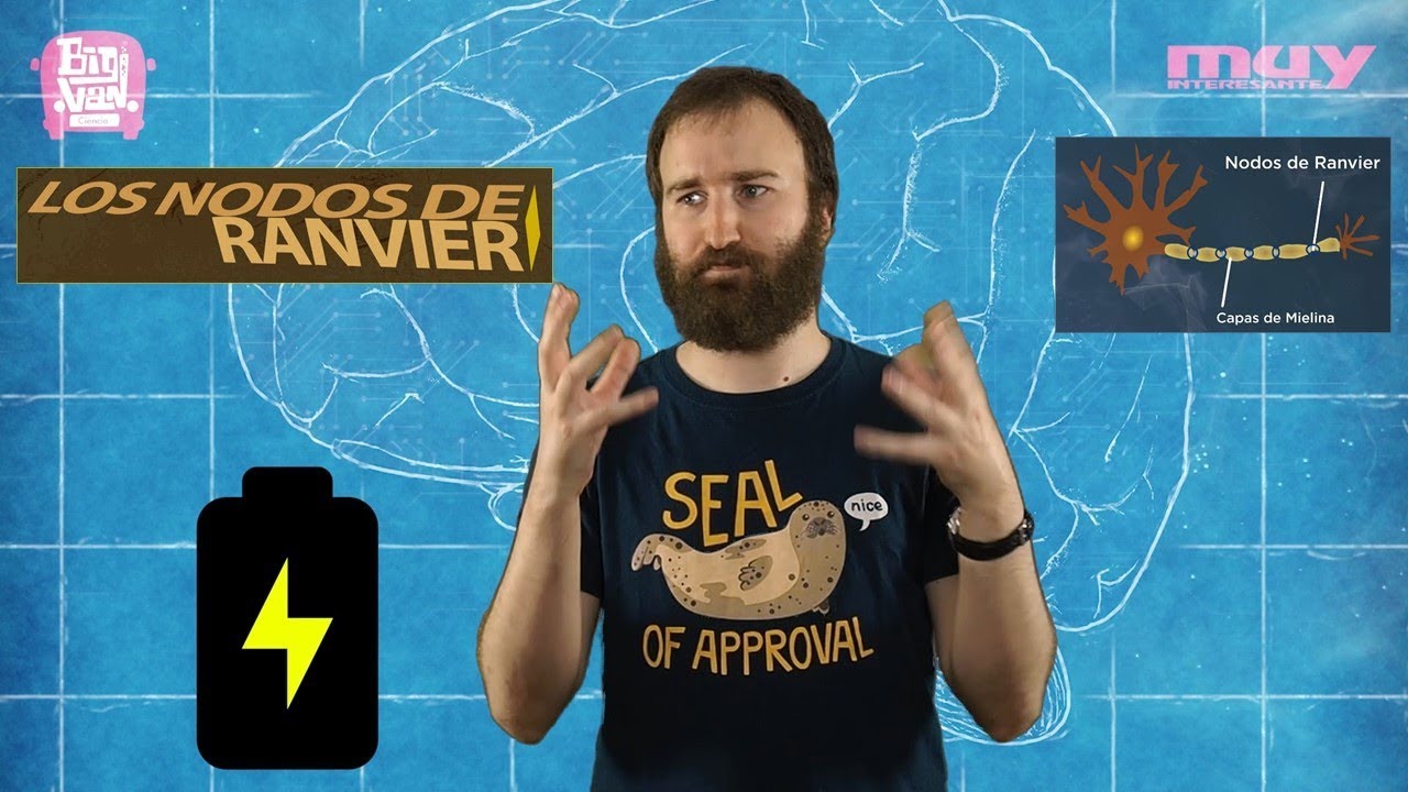 nodo de ranvier de la neurona