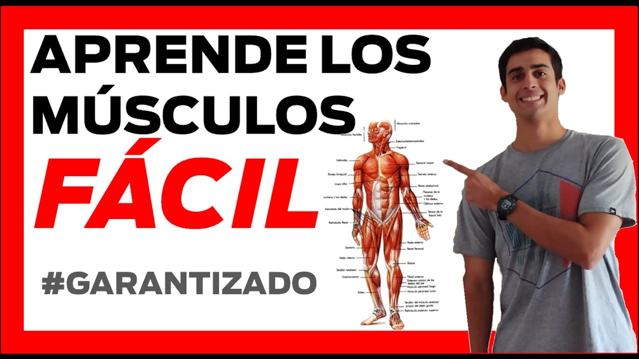 parte de la anatomía que estudia los músculos