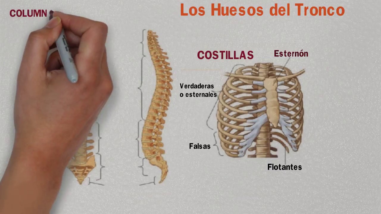 partes de los huesos del tronco