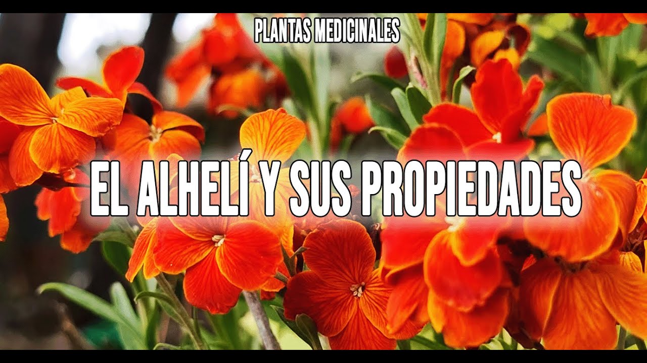 planta de aleli para que sirve
