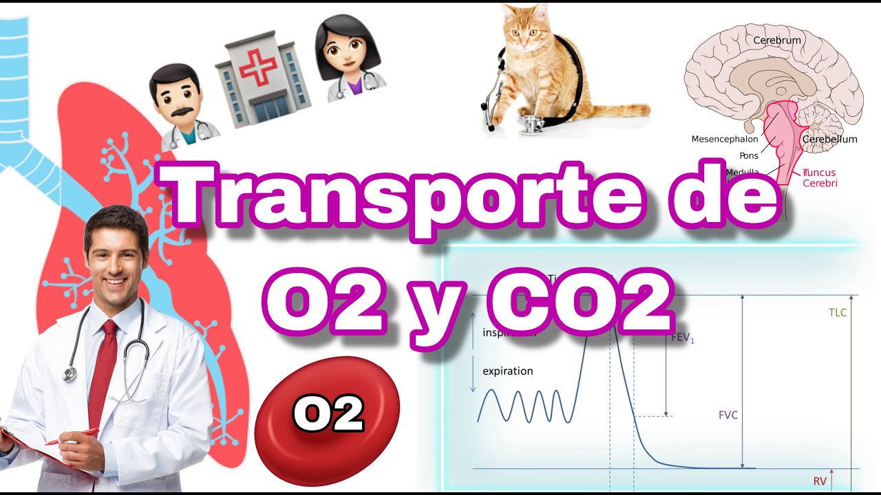 proteina que transporta oxigeno a la sangre