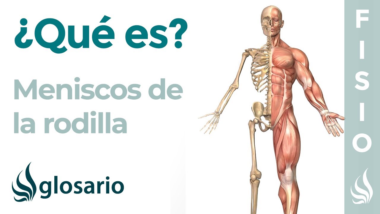 que es el menisco y donde se encuentra