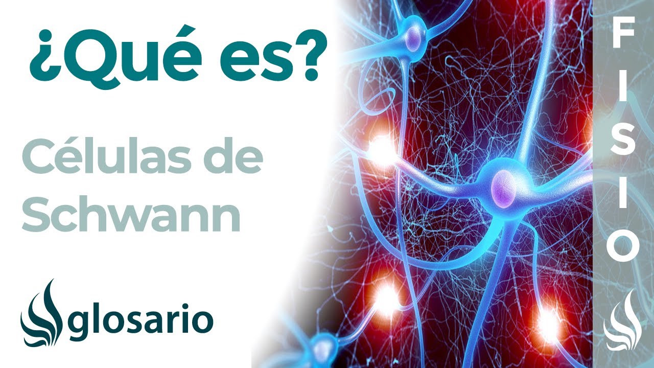 que es la celula de schwann