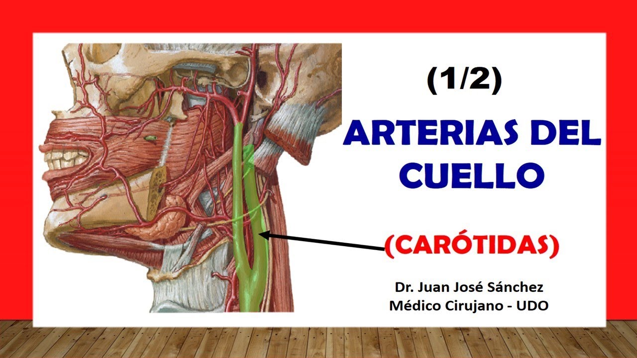que irriga la arteria carotida externa