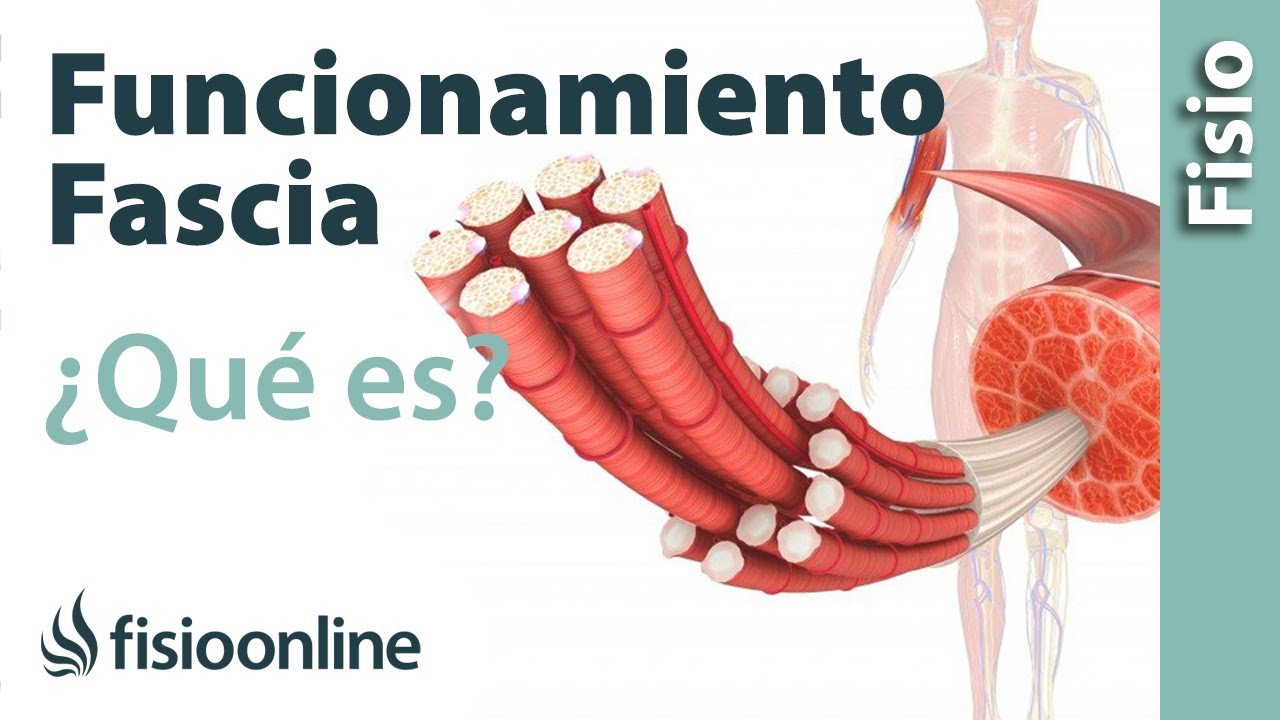 que son las fascias y cual es su funcion