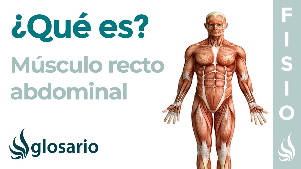 que tipo de musculo es el recto abdominal
