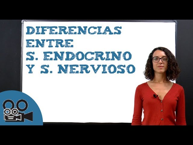 similitudes entre el sistema nervioso y el sistema endocrino