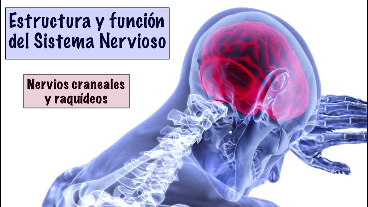sistema nervioso periferico nervios craneales y raquideos