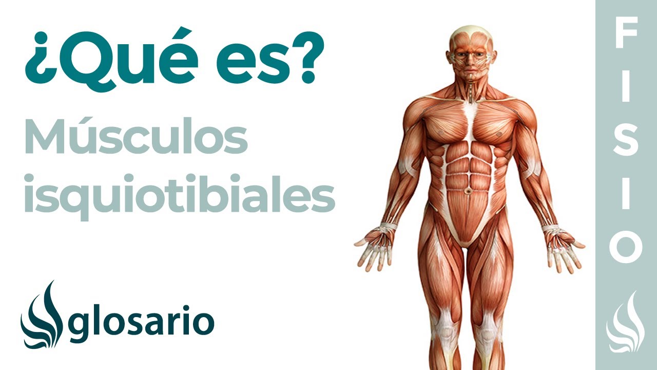 tendon de insercion de los 3 musculos