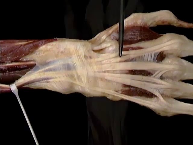 tendones flexores y extensores de la mano