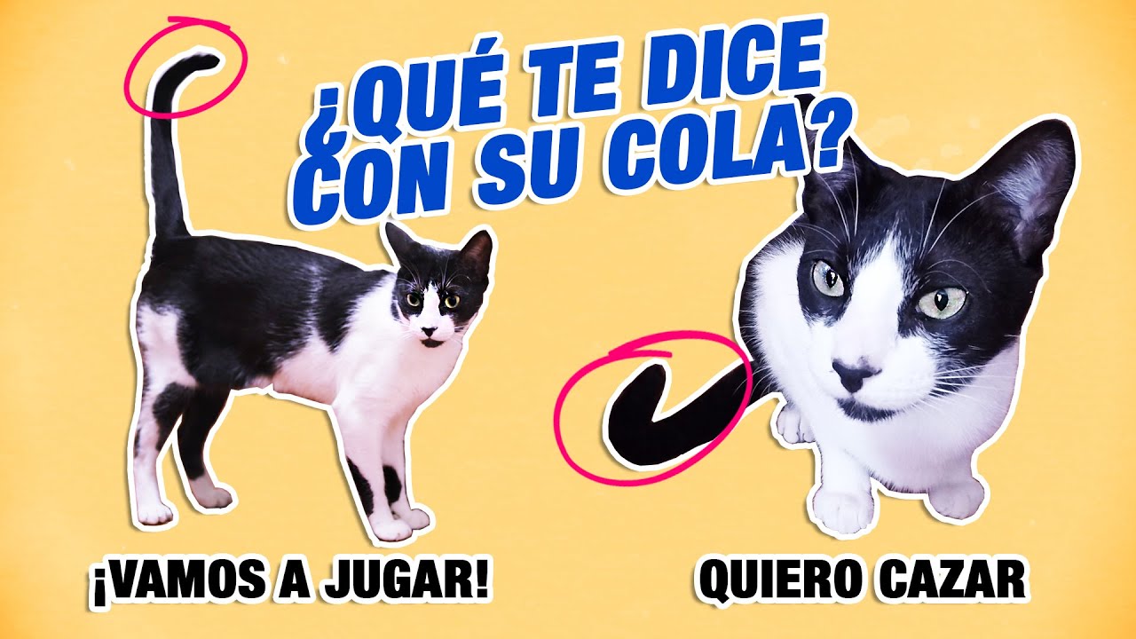 a mi gato le vibra la cola