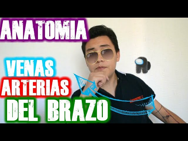 anatomia del brazo venas y arterias