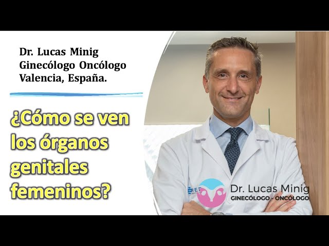 anatomia del vientre de una mujer
