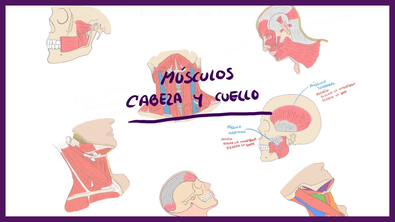 anatomia humana musculos de la cabeza