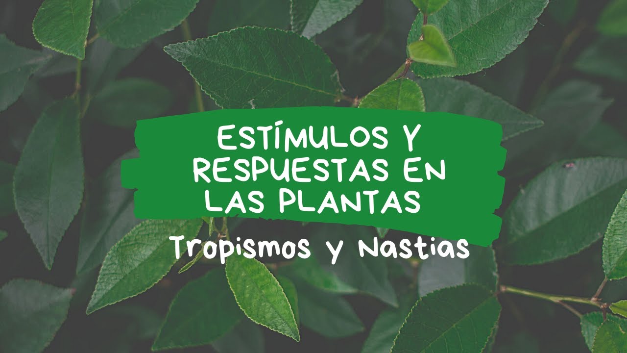 como captan los estimulos las plantas