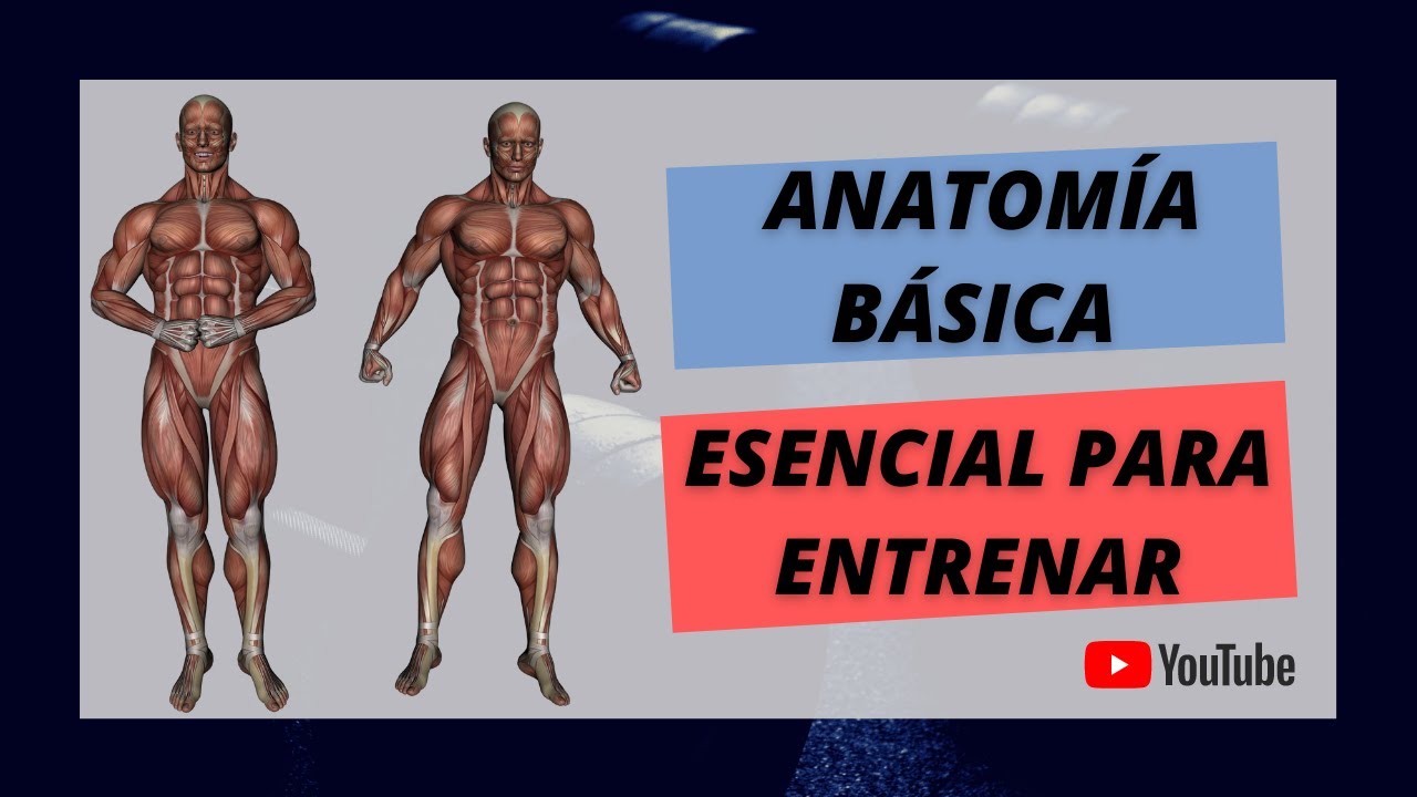 como entrenar las partes del cuerpo