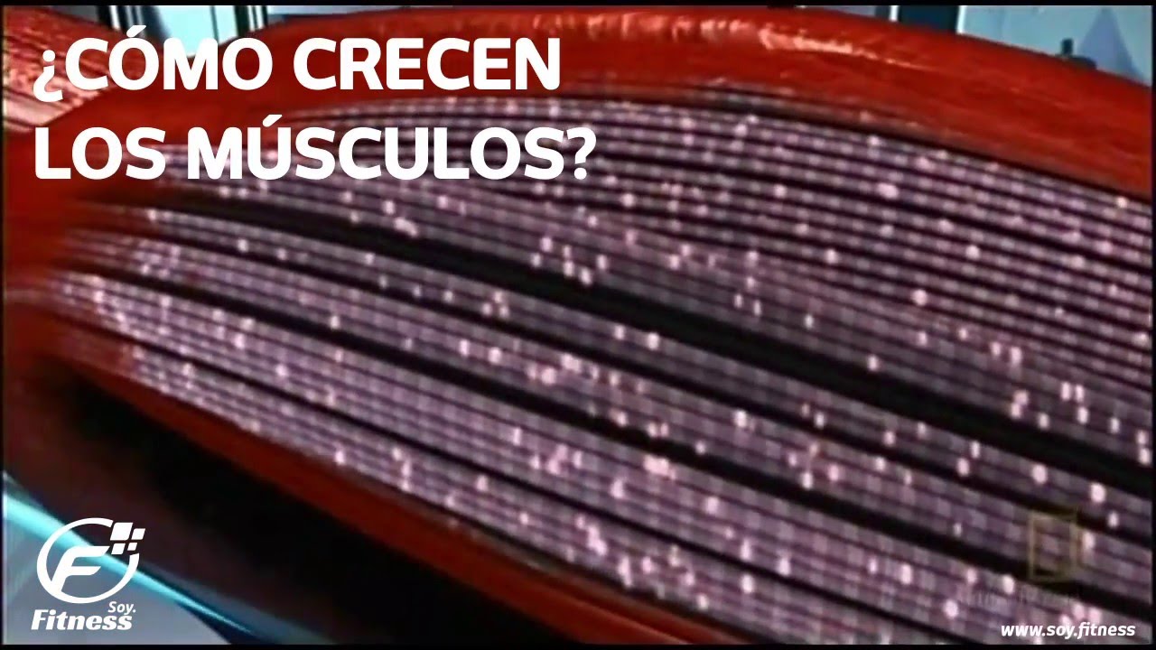 como se regeneran las fibras musculares